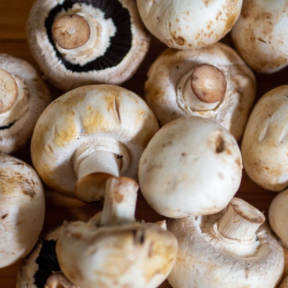 Dehydrating Mushrooms, Making Mushroom Powder