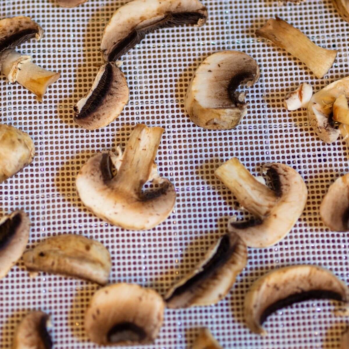 Dehydrating Mushrooms, Making Mushroom Powder